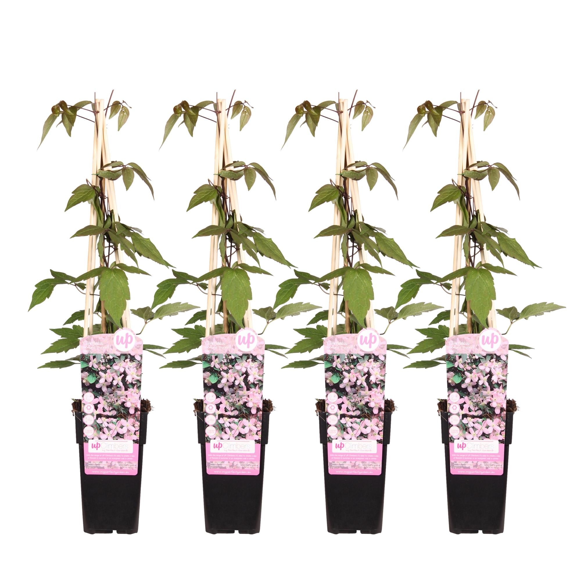 Klematis 'Fragrant Spring' (Clematis montana) – ljusrosa blommor, 15 cm kruka, 65 cm höjd