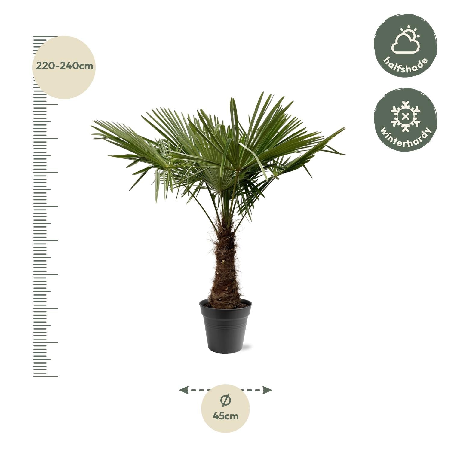 Palma cinese del mulino a vento (Trachycarpus fortunei) – 120–240 cm