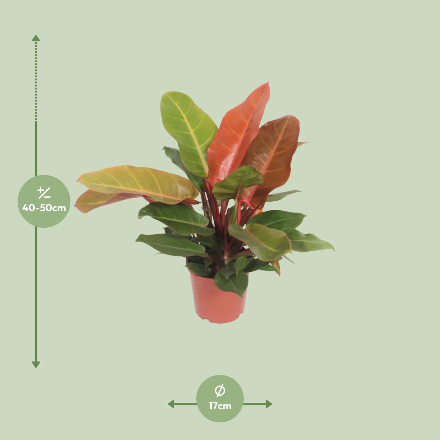 Philodendron "Prince of Orange" – Orange-Philodendron - 45-75 cm