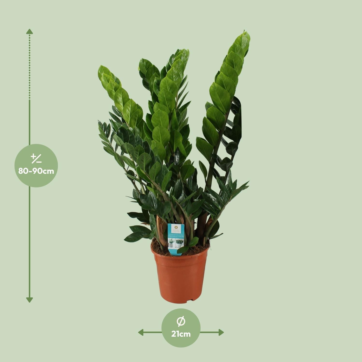 Zamioculcas Zamiifolia – Glücksfeder - 40-95 cm