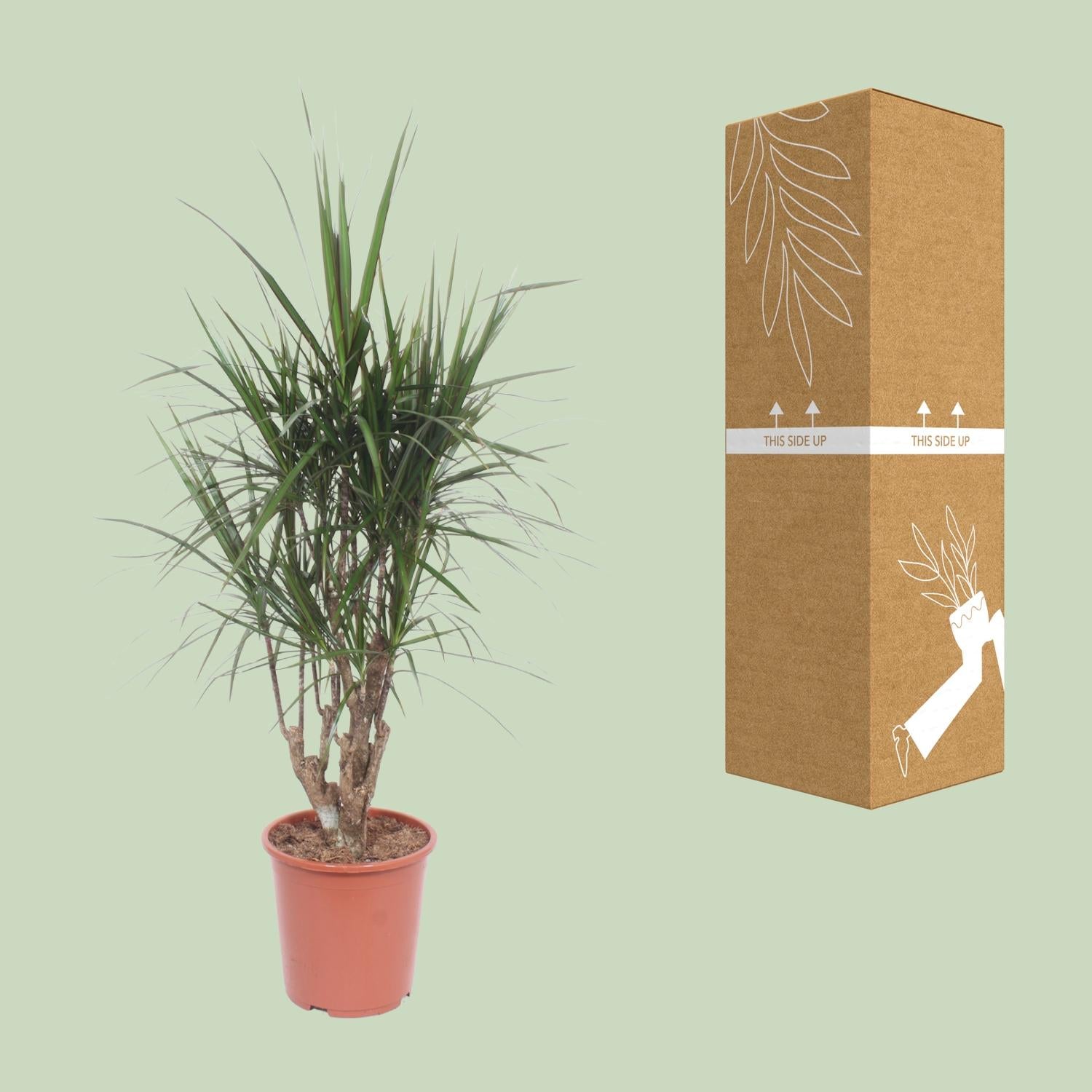 Drachenbaum (Dracaena marginata) – 55–130 cm