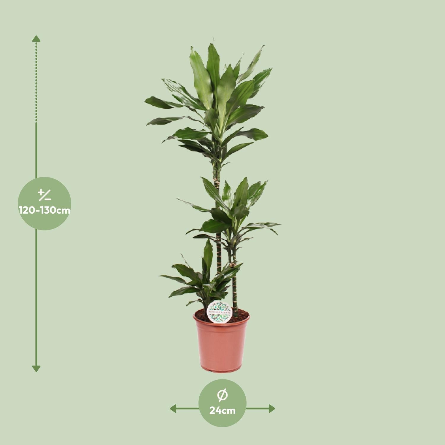 Dracaena Janet Lind – Drachenbaum - 70-130 cm