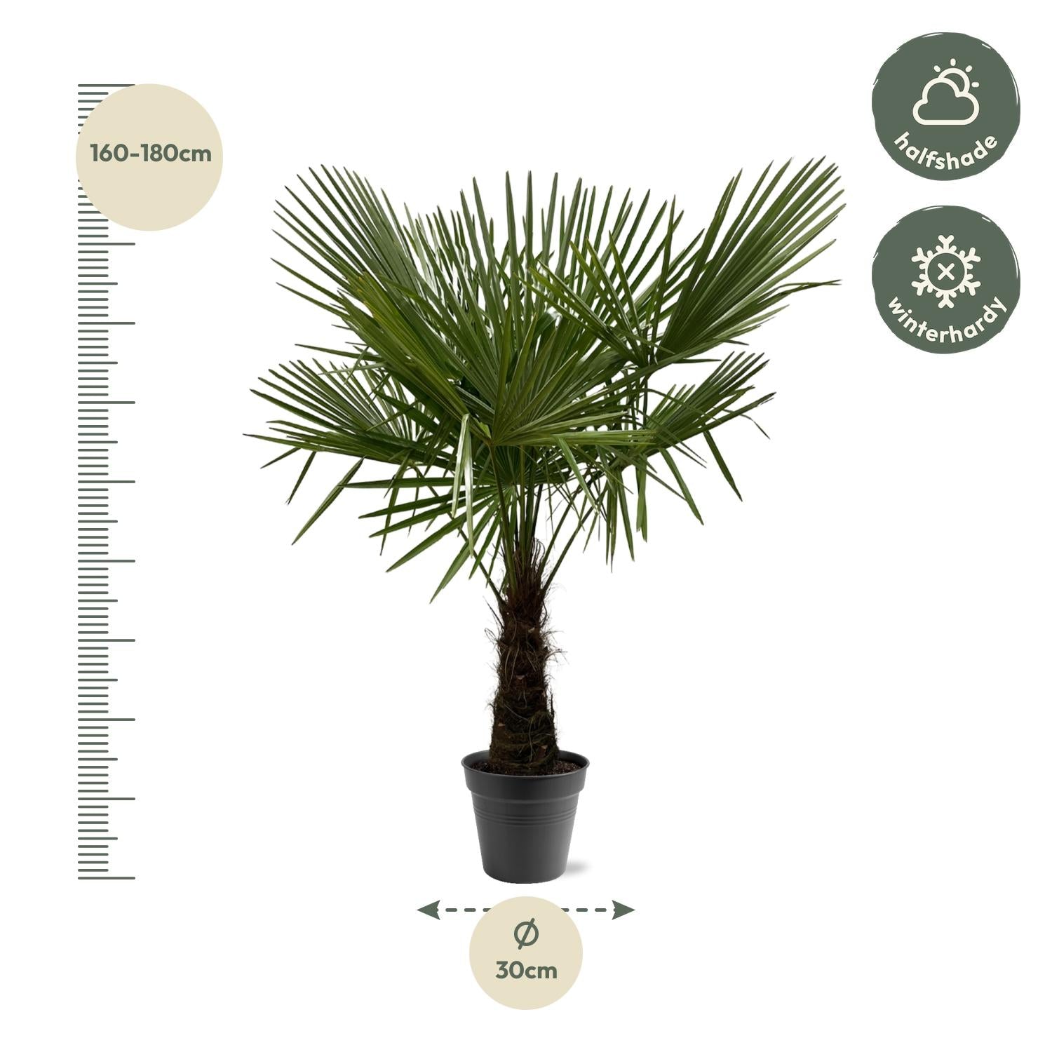 Palma cinese del mulino a vento (Trachycarpus fortunei) – 120–240 cm