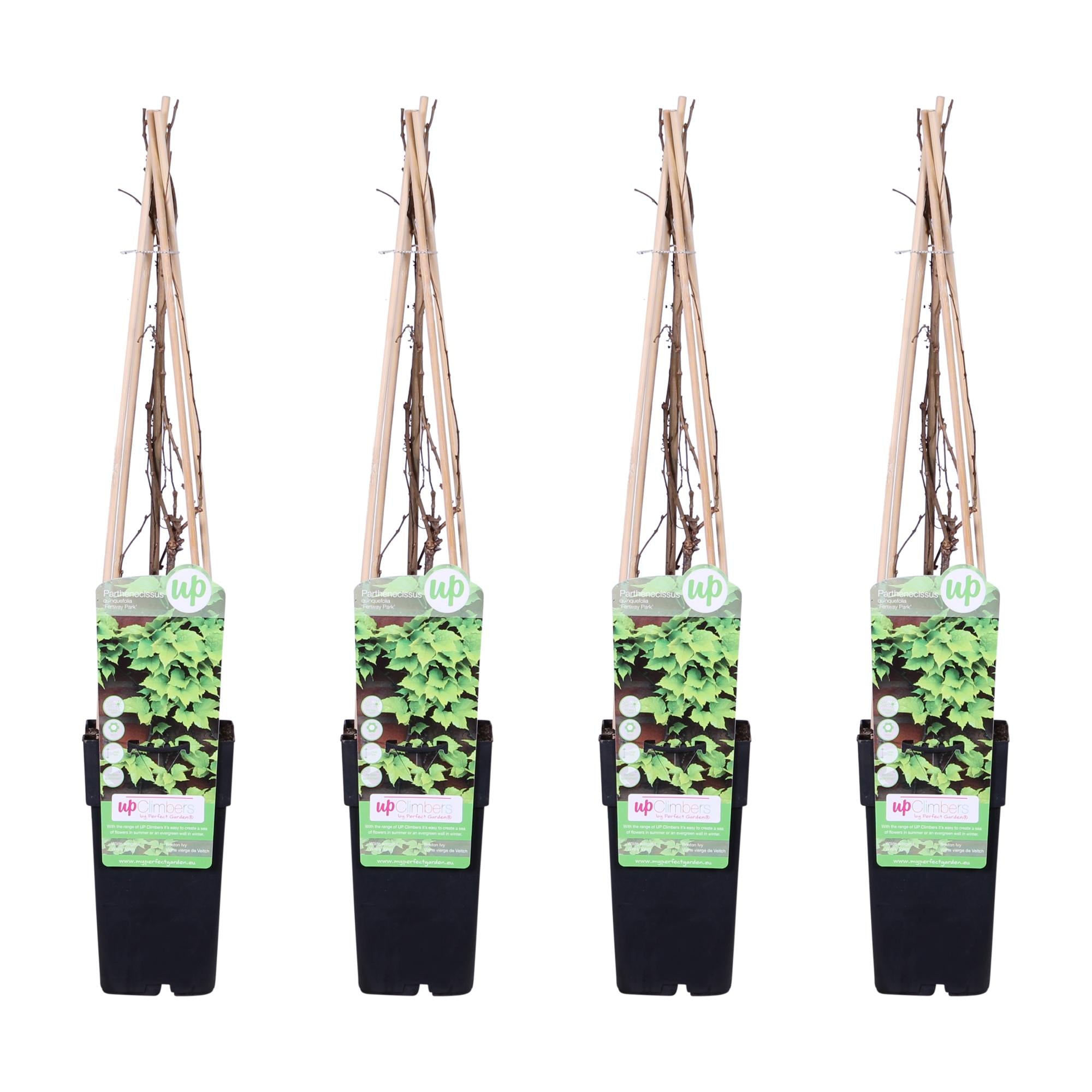 Virginská popínavá rostlina 'Veitch Boskoop' – robustní popínavá rostlina, květináč 15 cm, výška 65 cm