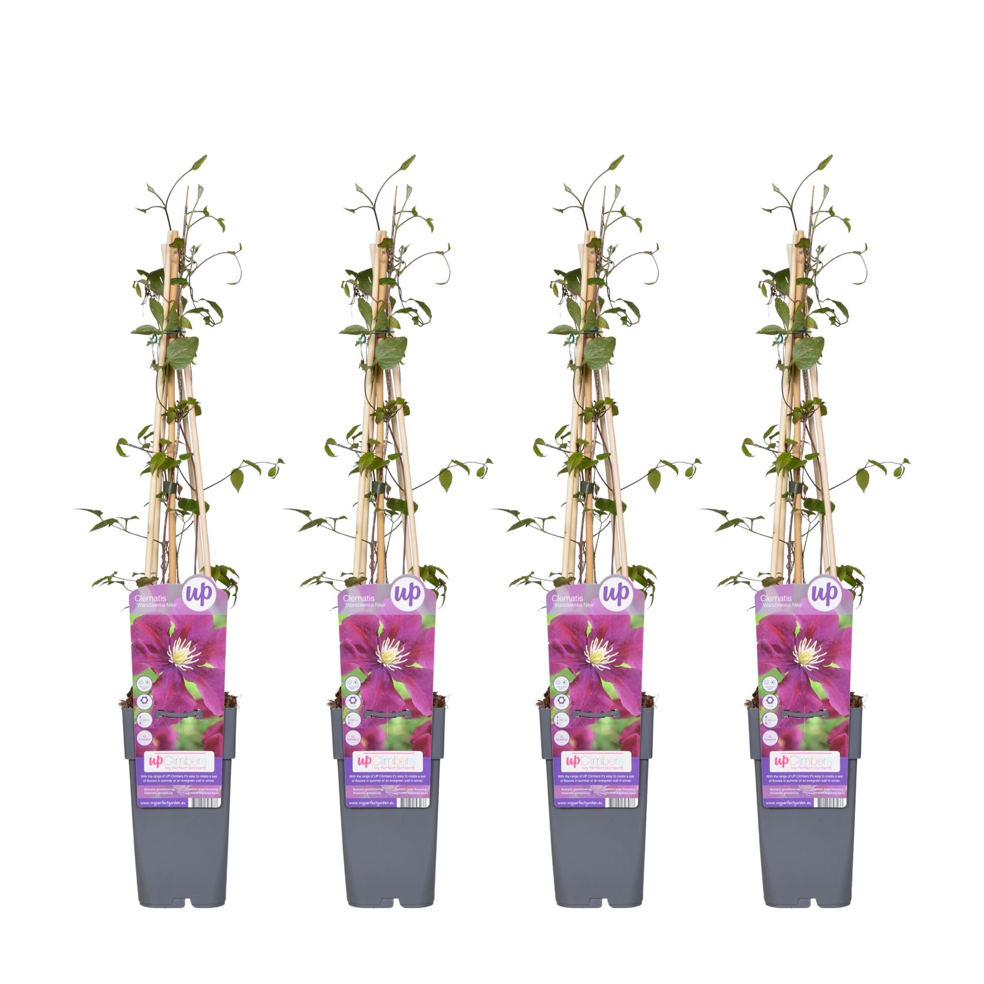 Clematis 'Warszawska Nike' – sytě fialové květy, květináč 15 cm, výška 65 cm