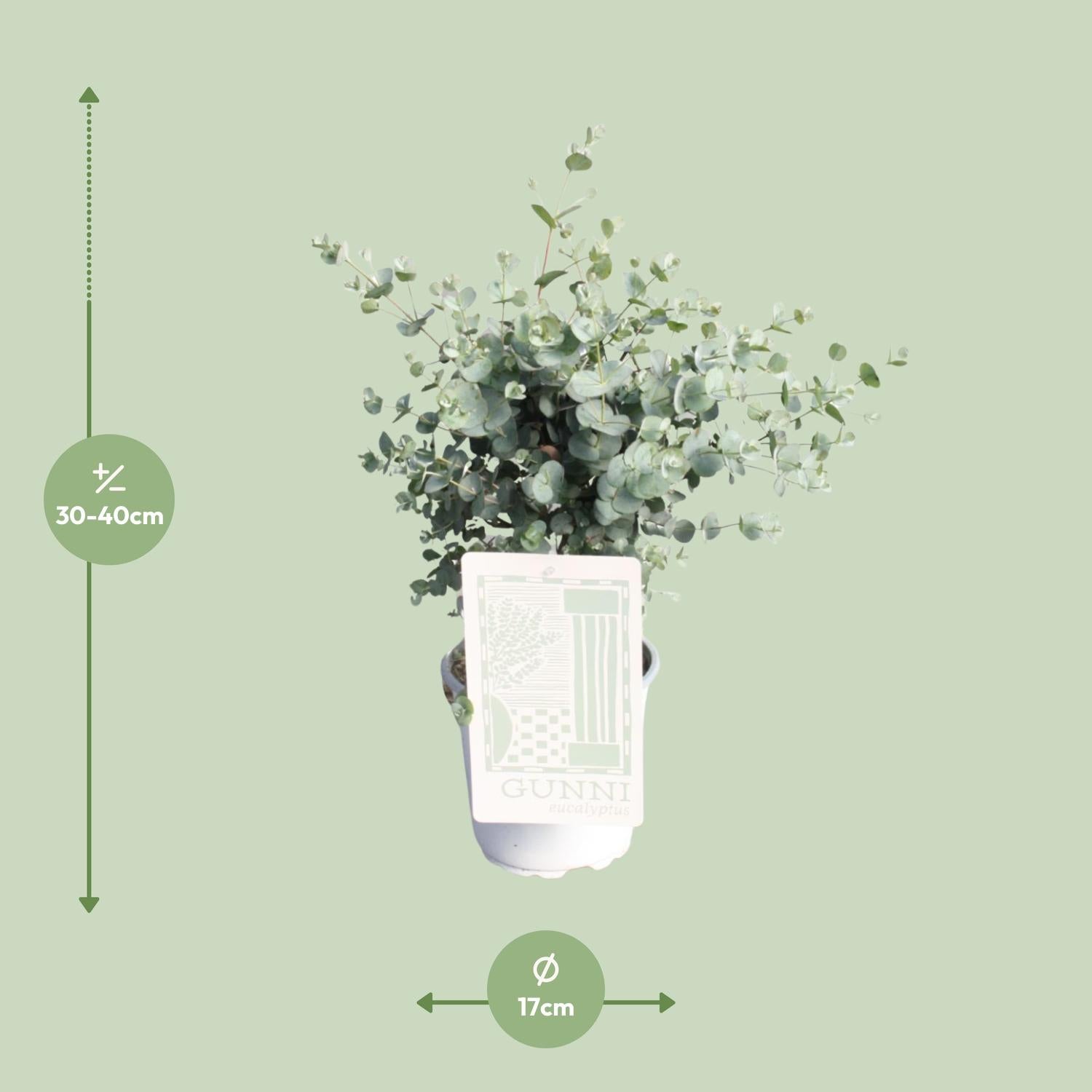 Eukalyptus Gunnii – beliebte Duftpflanze – 35–60 cm