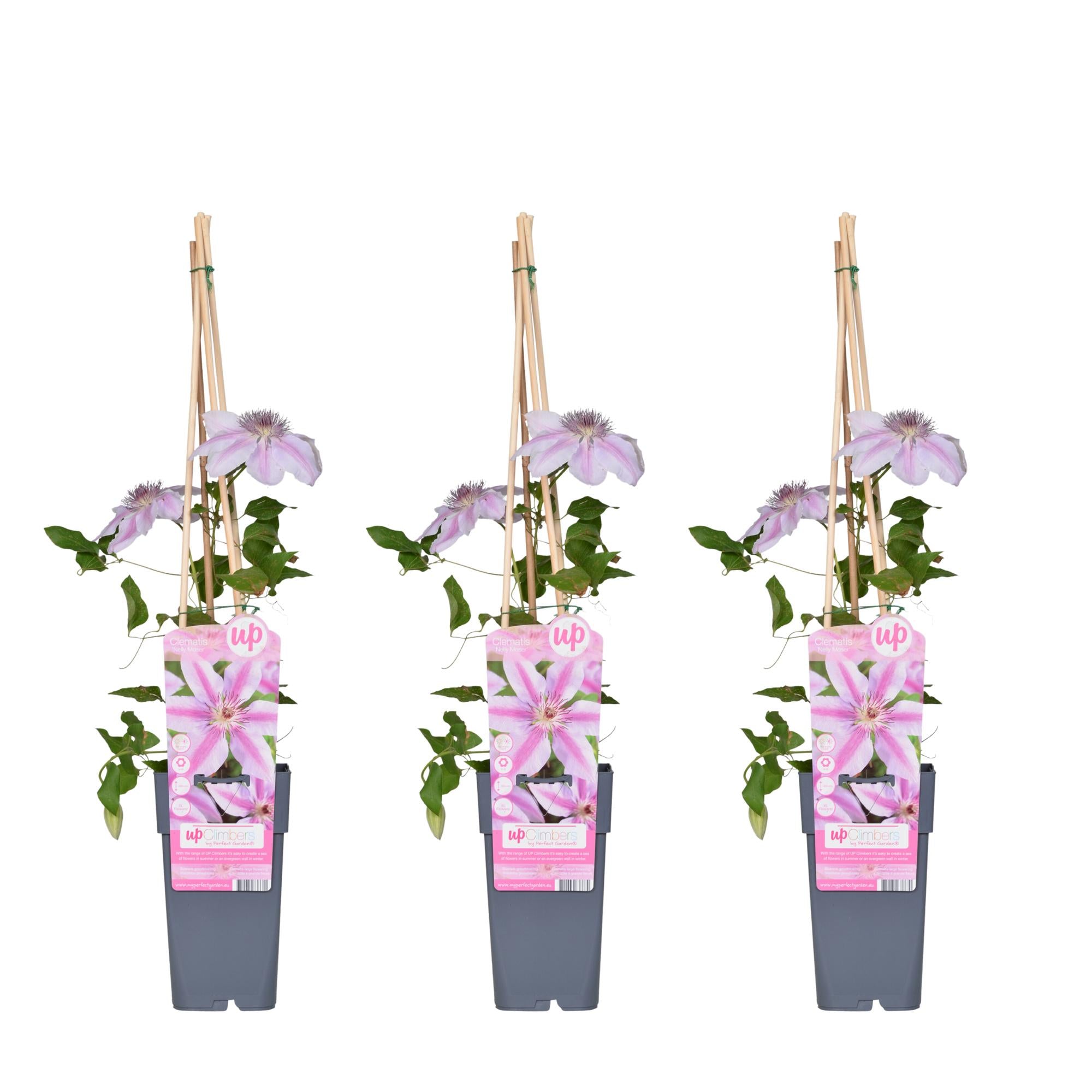 Clematis 'Nelly Moser' – light pink climbing plant, 15 cm pot, 65 cm tall