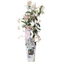 Toskanischer Jasmin ‘Star of Ibiza’ – rosa Blüten, immergrün, 15 cm Topf, 65 cm hoch - Green Guardia - Ihr Experte für Schädlinge und Pflanzen