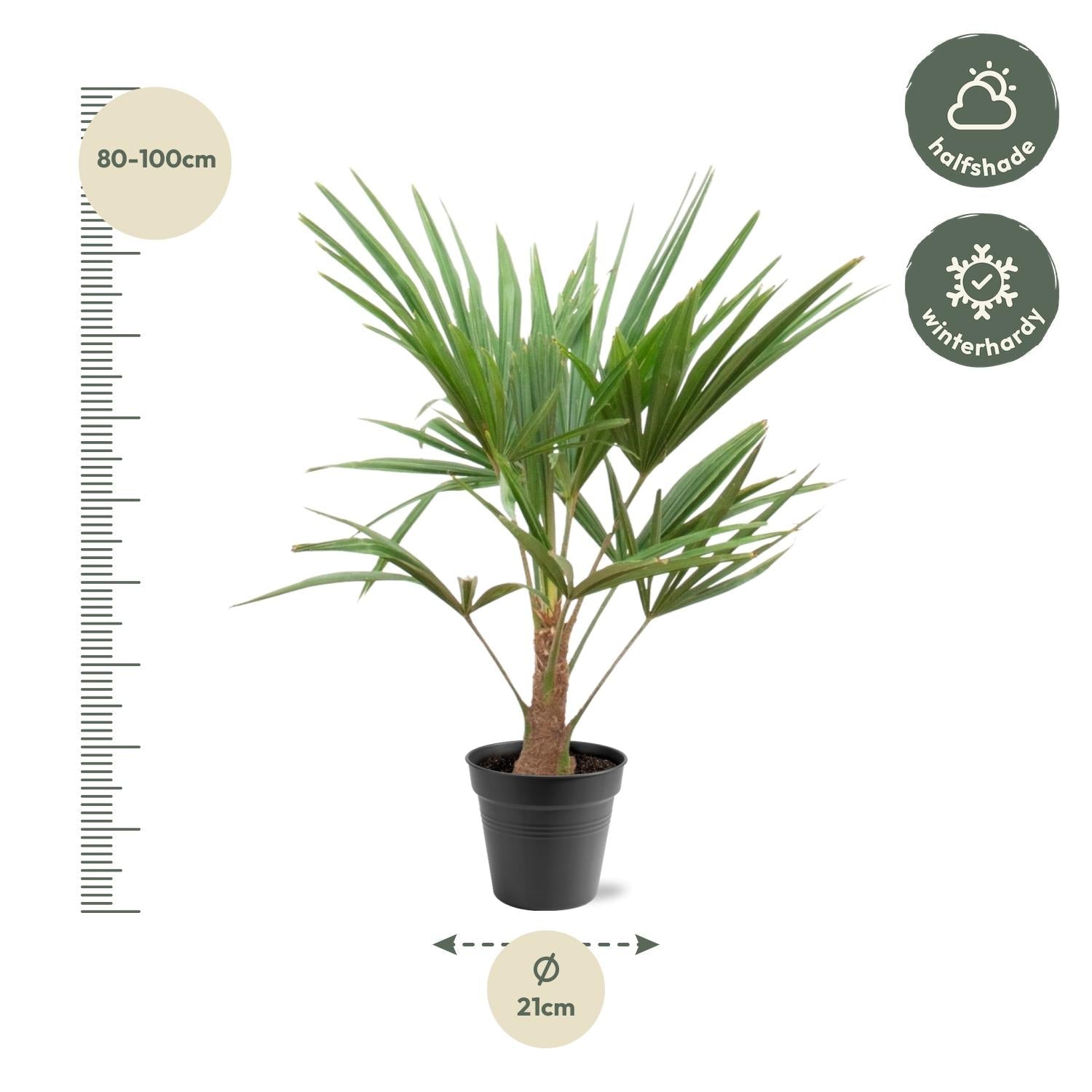 Trachycarpus fortunei – robuste Winterharte Palme, 21 cm Topf, 90–100 cm Höhe - Green Guardia - Ihr Experte für Schädlinge und Pflanzen