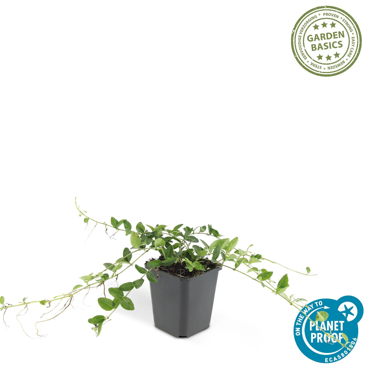 Vinca minor ‘Alba’ – weiß blühende Bodendeckerpflanze, 9 cm Topf, 10–25 cm  Höhe