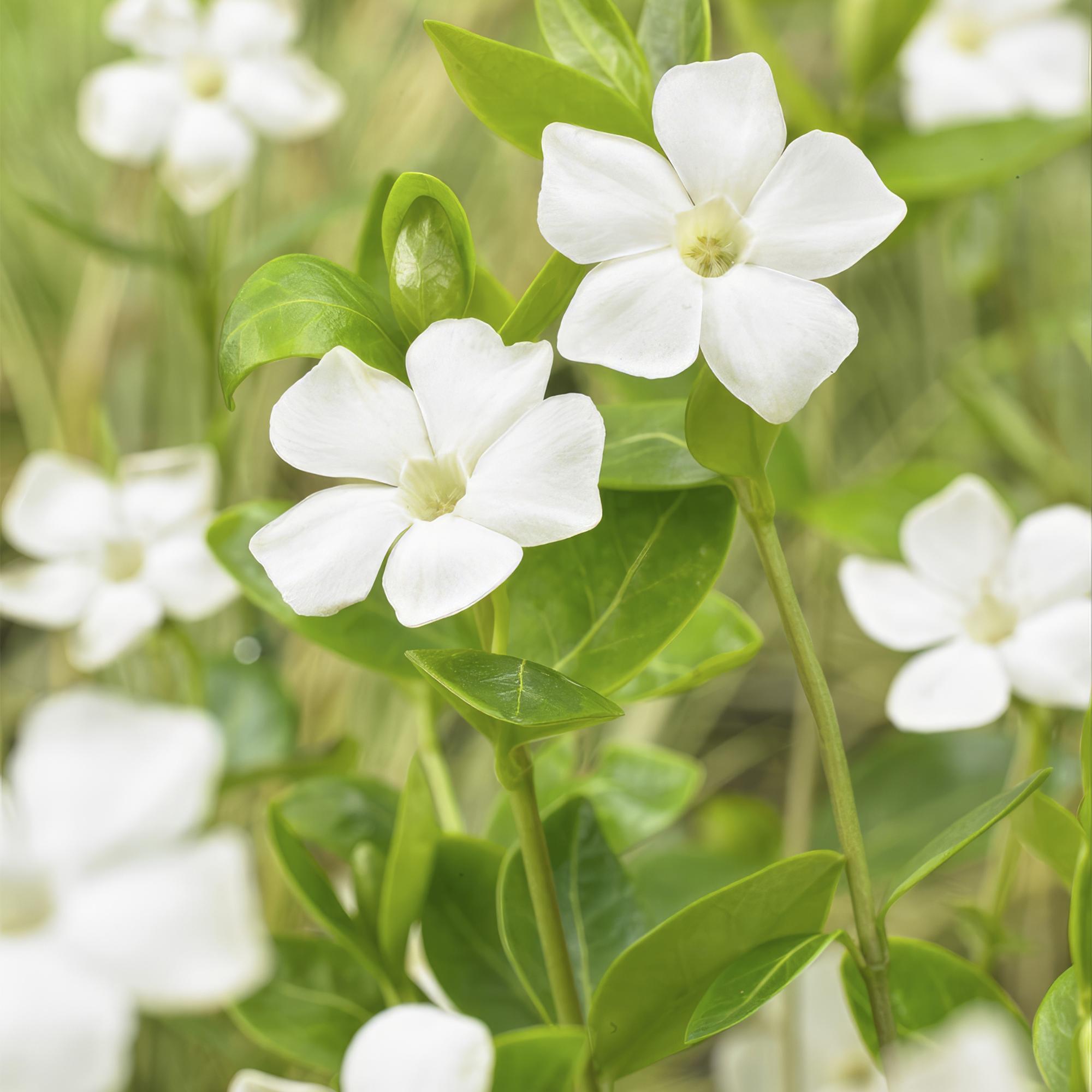 Vinca minor ‘Alba’ – weiß blühende Bodendeckerpflanze, 9 cm Topf, 10–25 cm Höhe - Green Guardia - Ihr Experte für Schädlinge und Pflanzen