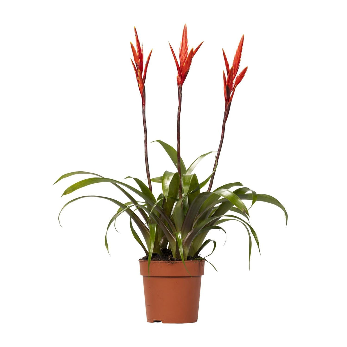Vriesea 'Elan Toef' – Flammendes Schwert