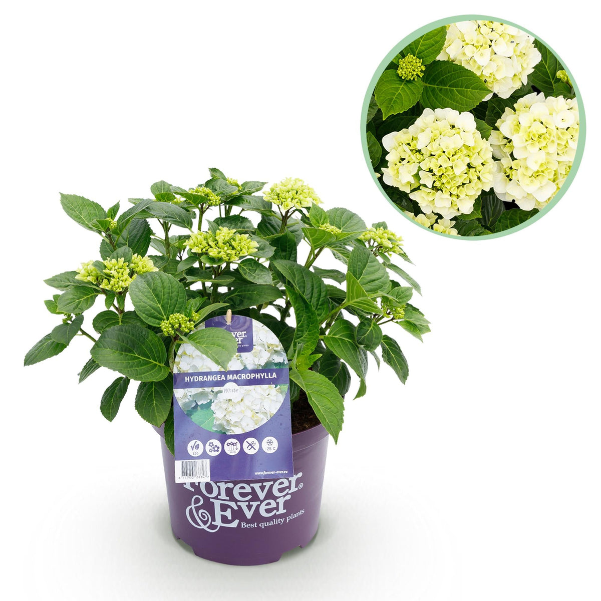 Weiße Hortensie 'Forever & Ever' – kompakte Balkonpflanze, 23 cm Topf,