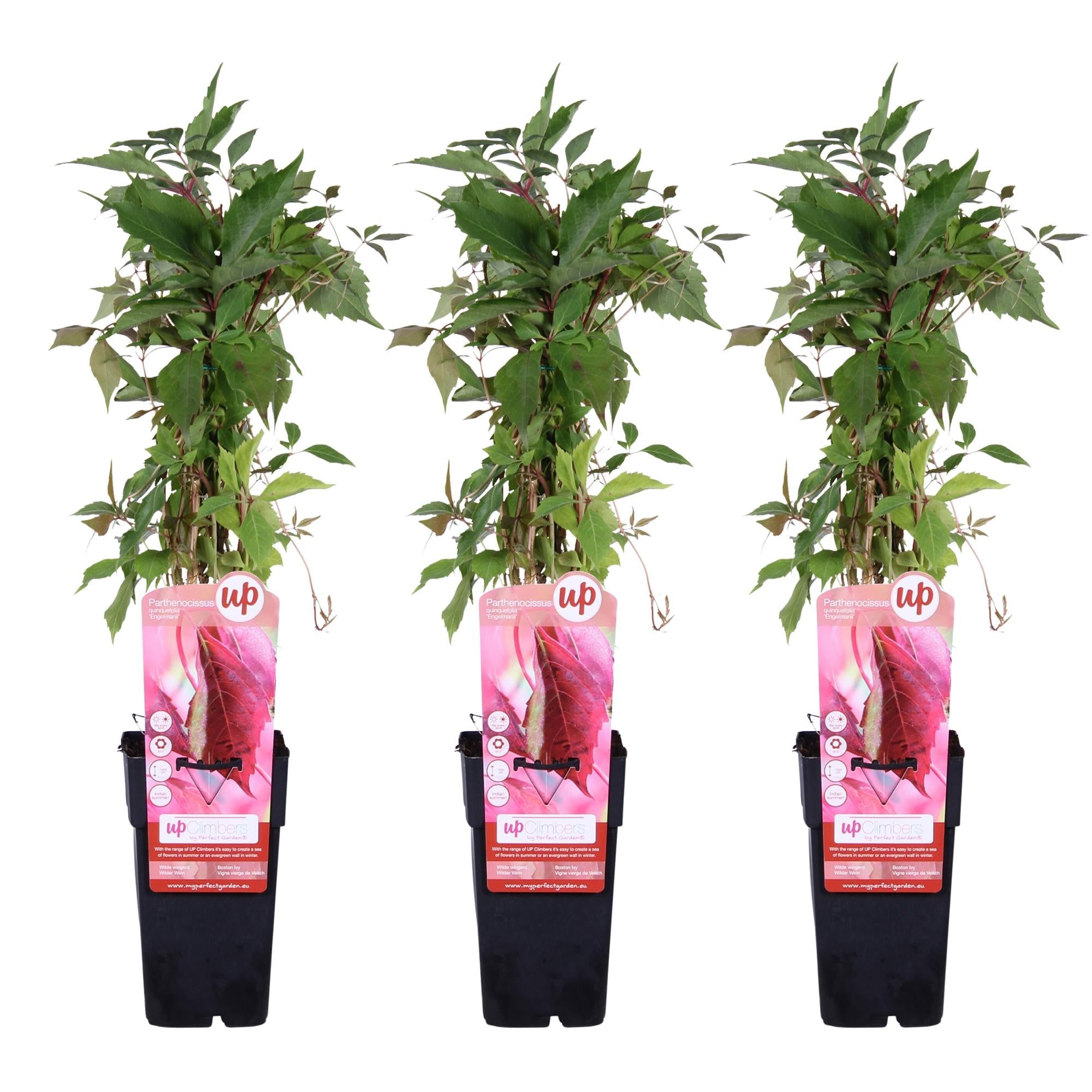 Wilder Wein ‘Engelmannii’ – schnellwachsende Kletterpflanze, 15 cm Topf, 65 cm - Green Guardia - Ihr Experte für Schädlinge und Pflanzen