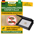 Wollkrautblütenkäfer Falle