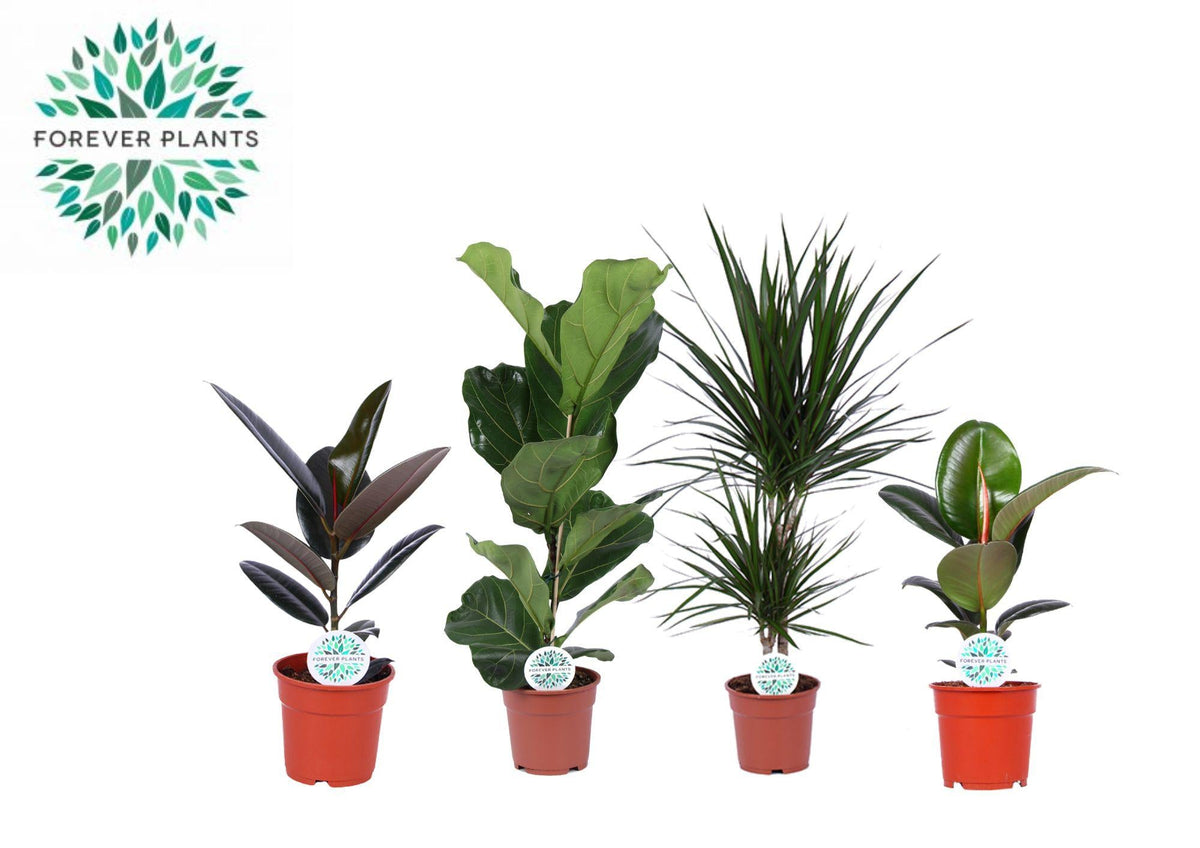 Zimmerpflanzen Grüne Mischung 'Lopez' – 4 Pflanzen – 17 cm Topf, 55–75