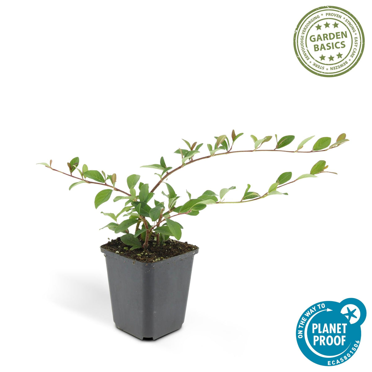 zimmerpflanzen bodendecker Zwergmispel 'Major' – immergrüner Bodendecker, 9 cm Topf, 25 cm Höhe